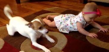 爬行视频,探秘爬行动物世界